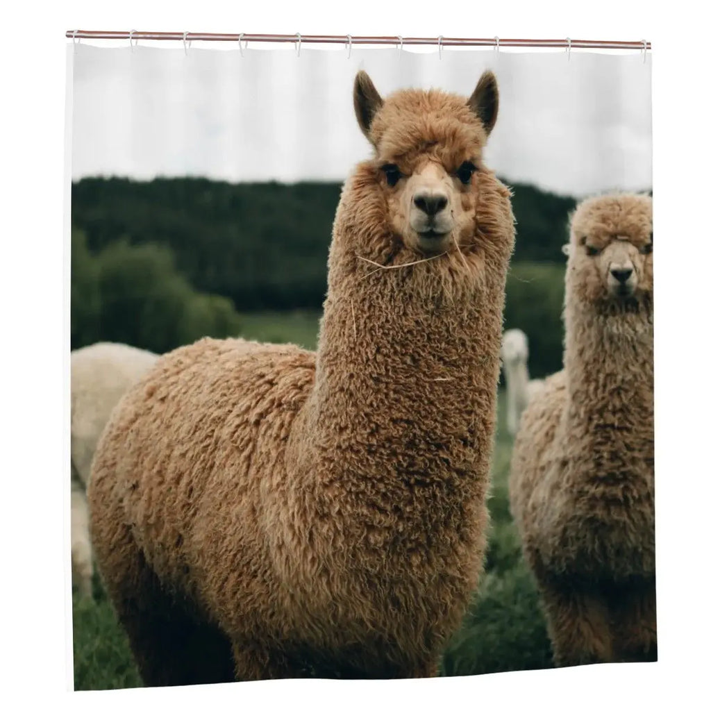 Alpacas Shower Curtain Sandy Beach