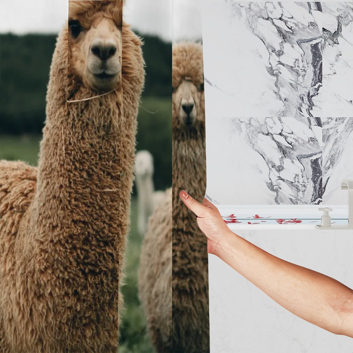 Alpacas Shower Curtain